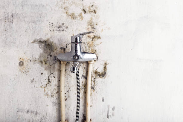 Best Fast Mold Removal  in Roodhouse, IL