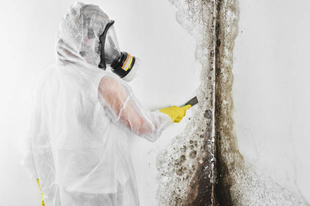Best Mold Damage Repair  in Roodhouse, IL
