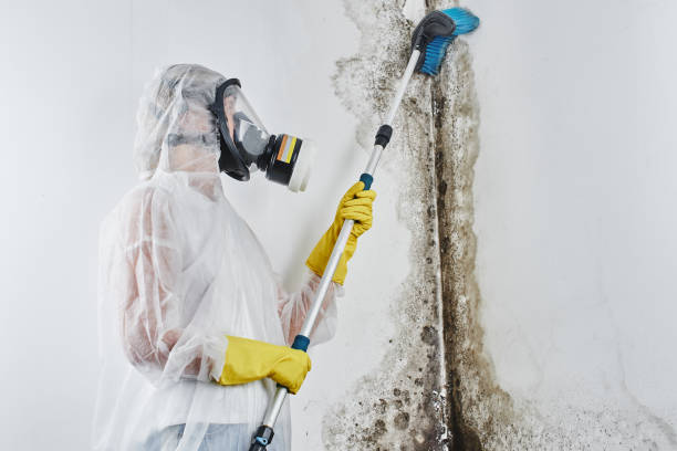 Attic Mold Removal in Roodhouse, IL