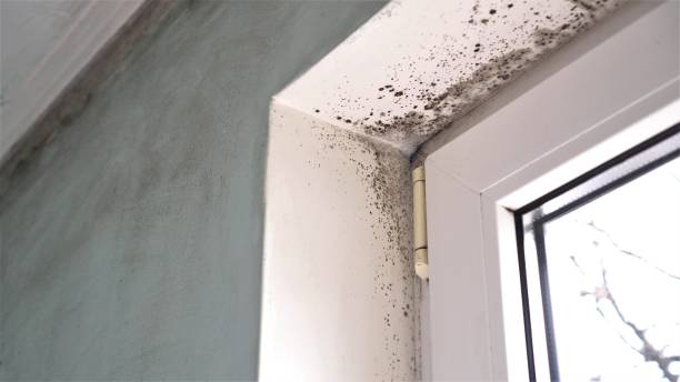 Best Mold Testing  in Roodhouse, IL