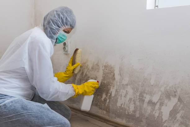 Mold Removal and Inspection in Roodhouse, IL