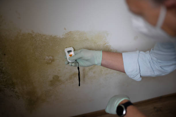 Best Toxic Mold Removal  in Roodhouse, IL